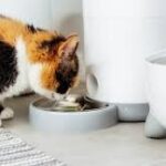 Top 5 Best Automatic Cat Feeders for Wet Food