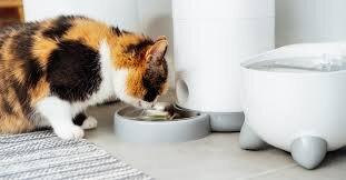 Top 5 Best Automatic Cat Feeders for Wet Food